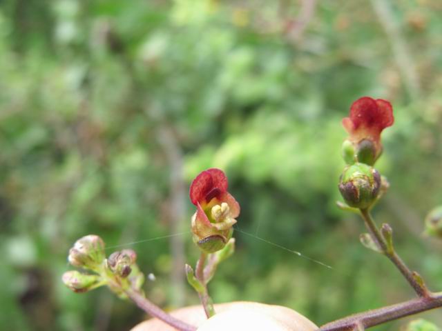 Scrophularia auriculata / Scrofularia acquatica